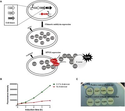 Development of a Novel Chimeric Endolysin, Lys109 With Enhanced Lytic Activity Against Staphylococcus aureus